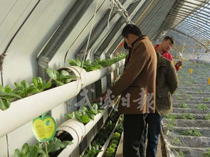 涼州區下雙鎮 設施蔬菜出口基地，打造農產品國際化新名片